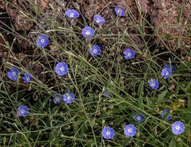 Shankhpushpi Dry Extract