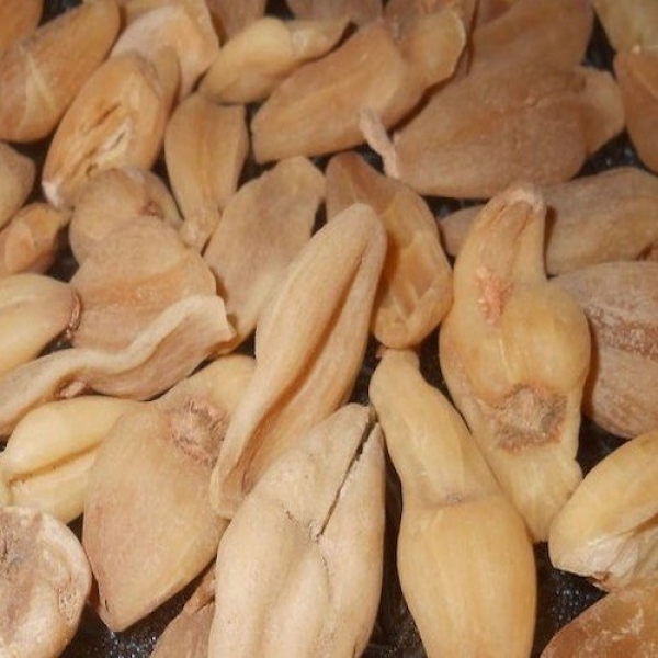 Suranjan Dry Extract