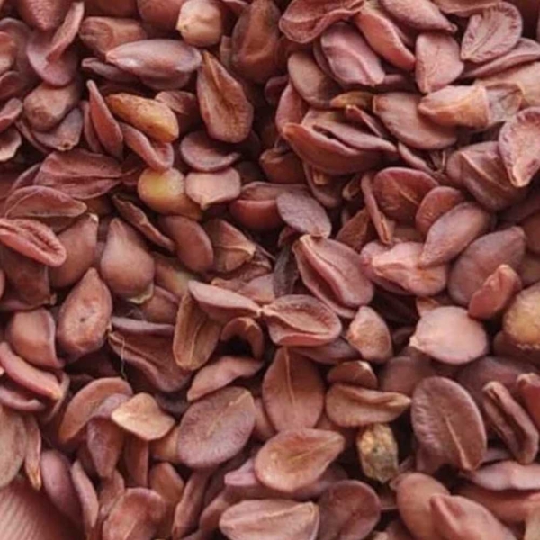 Anantmool Red - Sarsaparilla