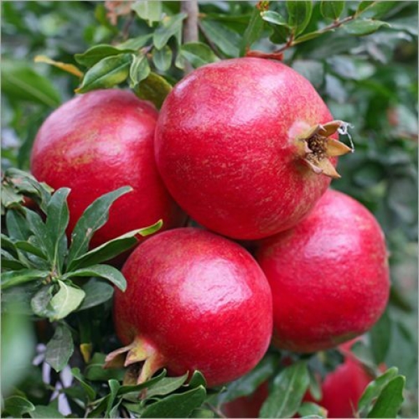 Anar - Pomegranate