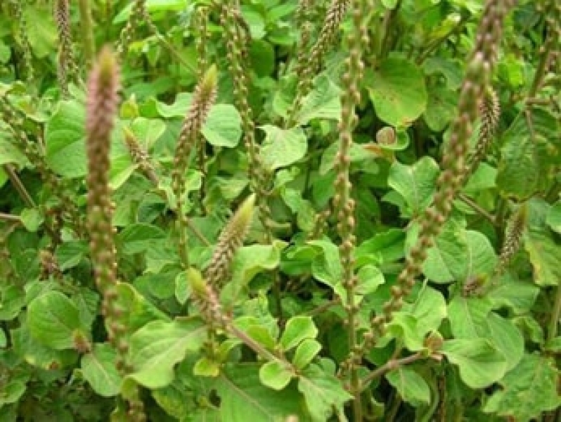 Apamarga