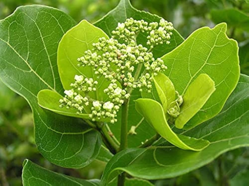 Arni - Agnimantha