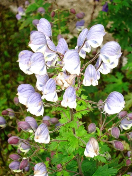 Atis-Atees - Aconite