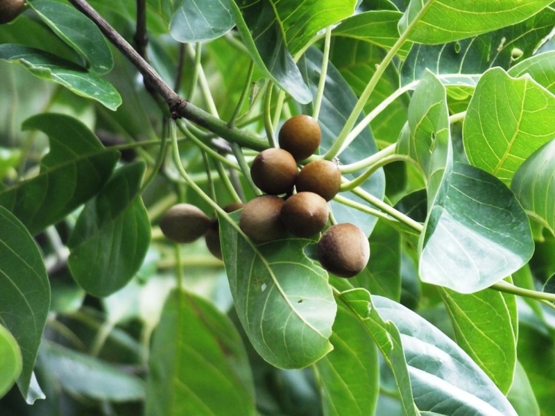Baheda