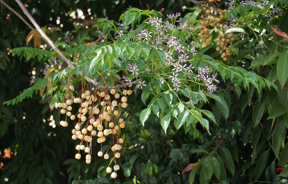 Bakayan-Mahaneem