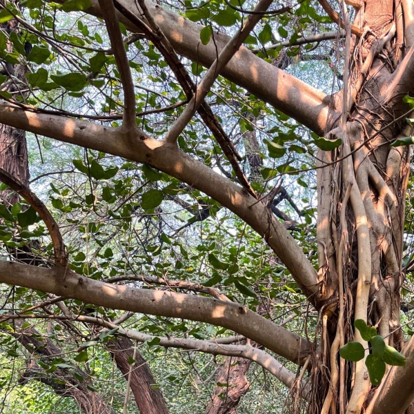 Bargad - Banyan