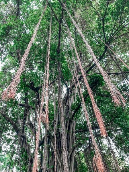 Bargad - Banyan