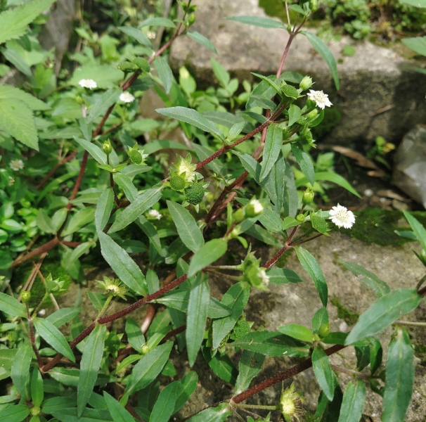 Bhringraj
