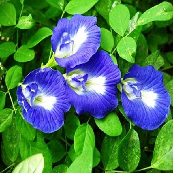 Blue Pea Flower (Aprajita)