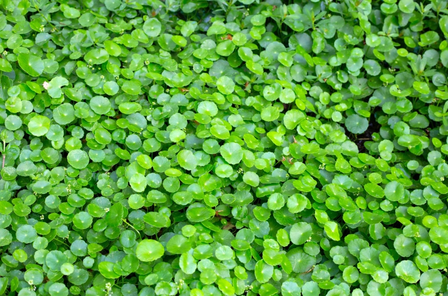 Brahmi - Mandukparni