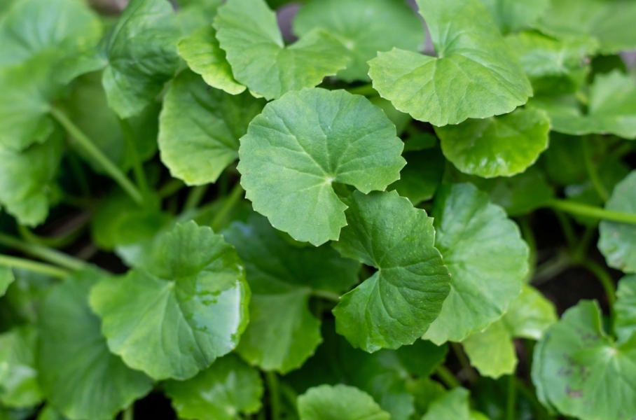 Brahmi - Mandukparni