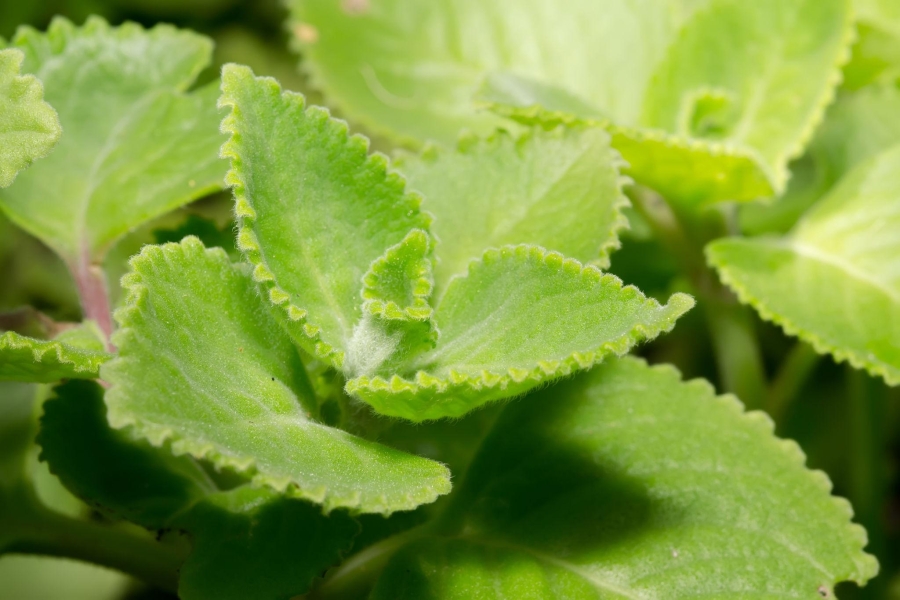 Coleus Pathrachur