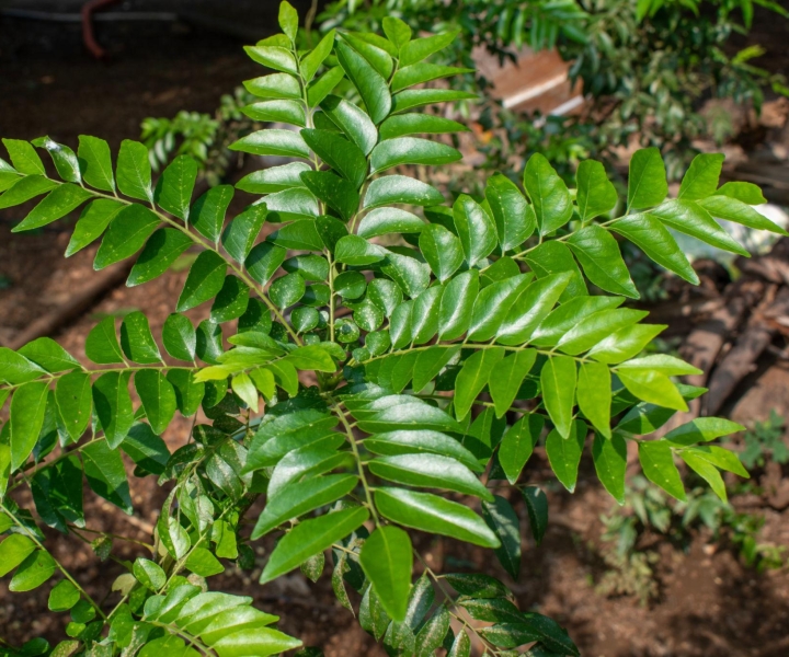 Curry - Kadi Leaves