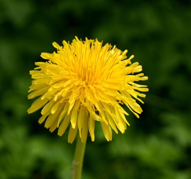 Dandelion - Dudal