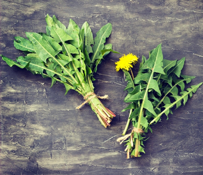 Dandelion - Dudal
