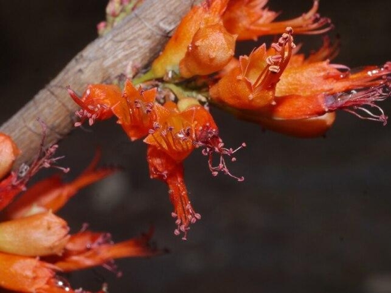 Woodfordia floribunda