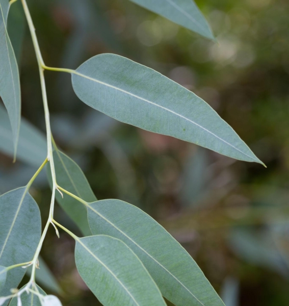 Eucalyptus Leaves