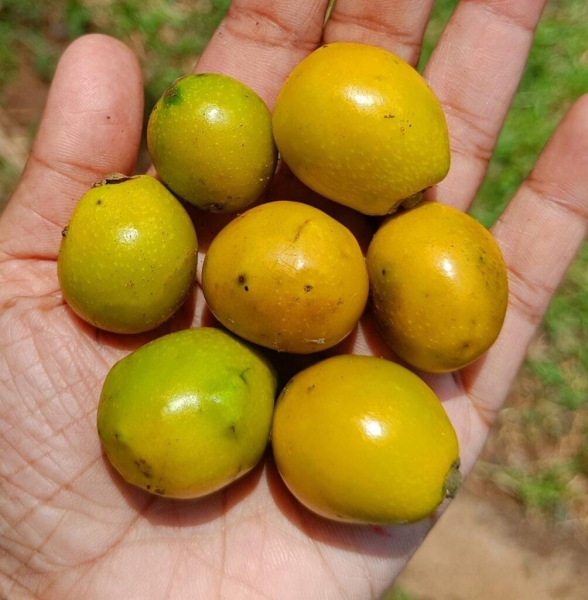 Gambhari