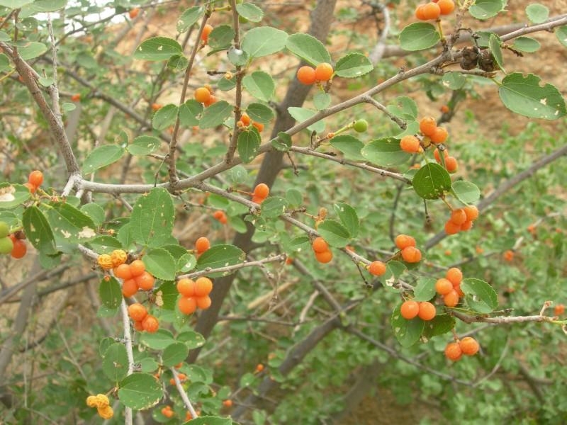 Gangadi - Gangeran - Gengchi