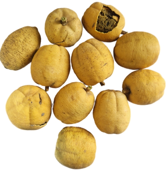 Hingot-Hingan - Angavriksha