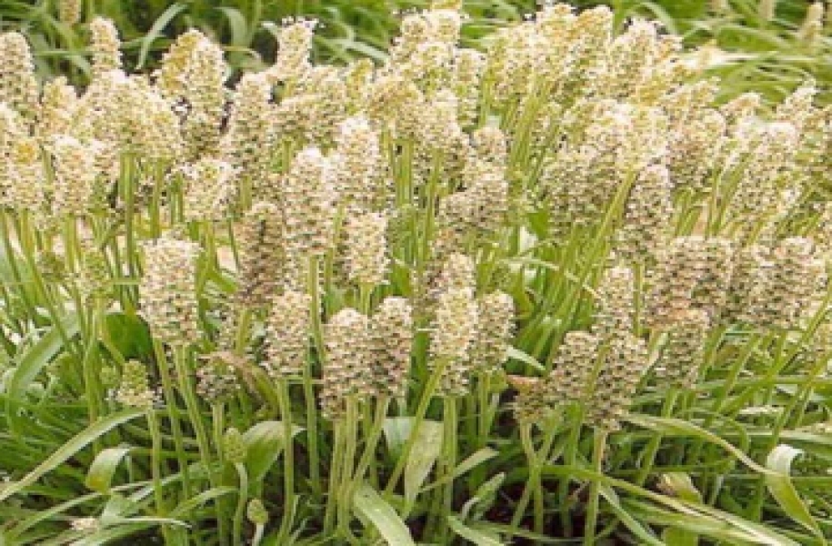 Isabgol