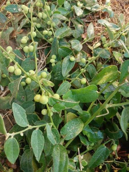 Jal Jamni