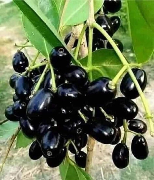 Jamun