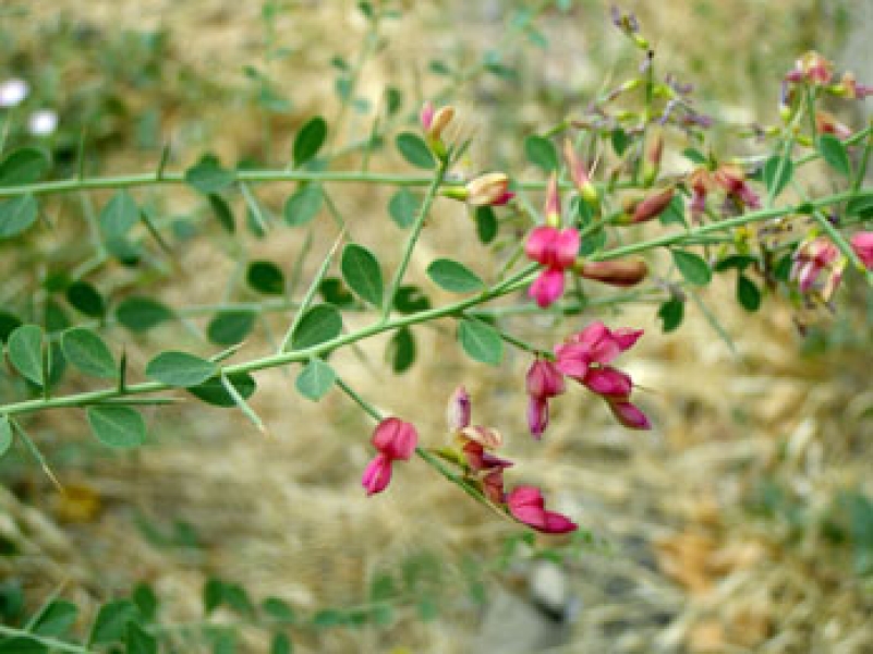 Jawasa