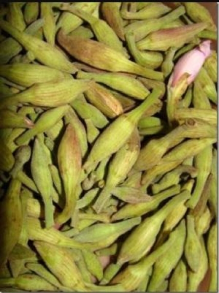 Kachnar