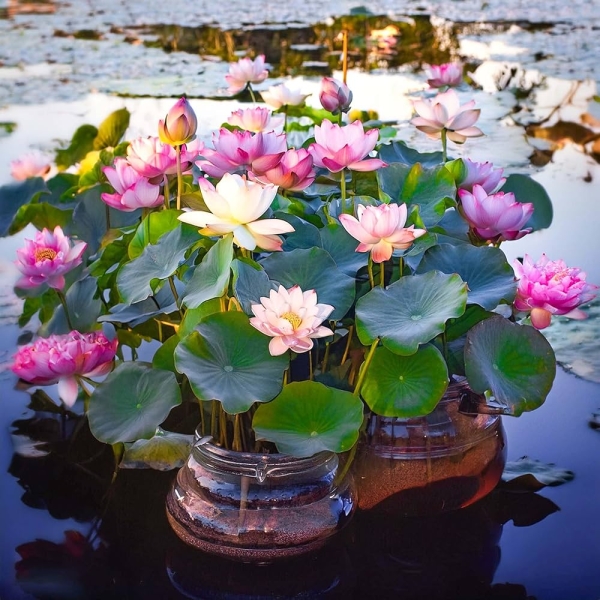 Kamal - Lotus