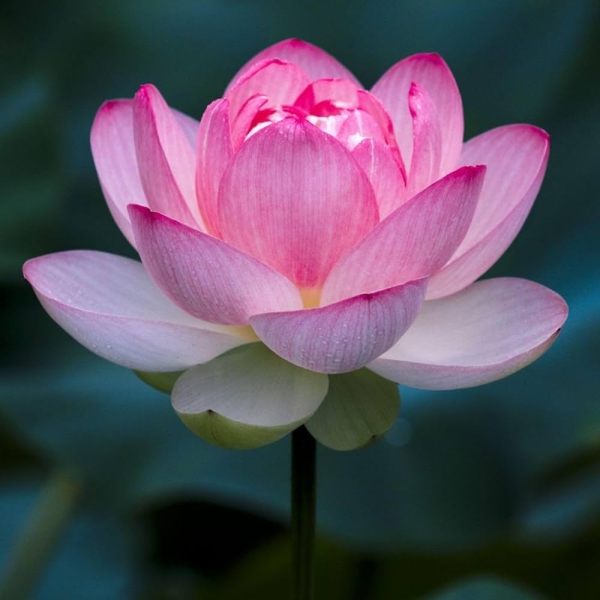 Kamal - Lotus