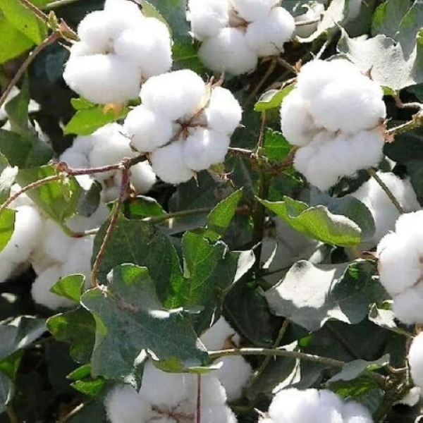Kapas - Cotton