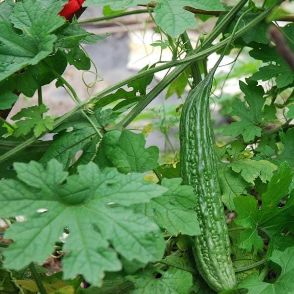 Karela