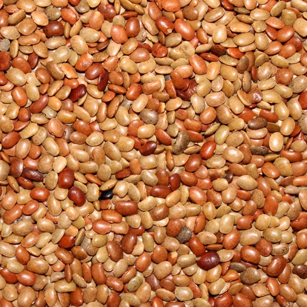 Kulthi - Horse Gram