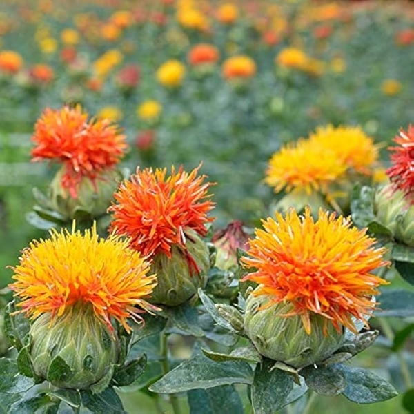Kusum Safflower