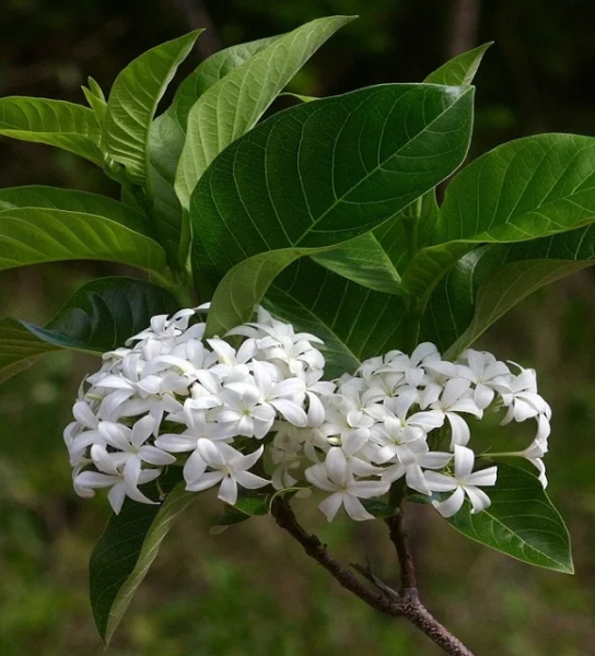 Kutaj