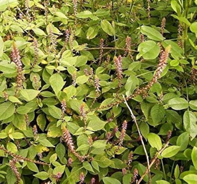 Latjeera
