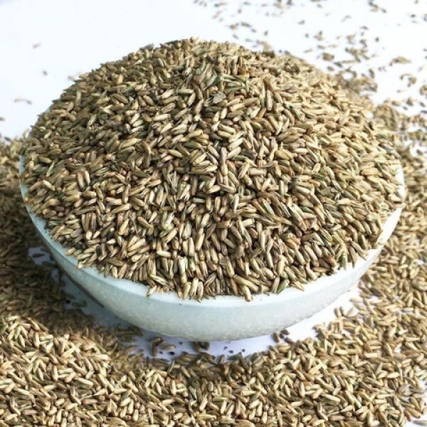 Latjeera