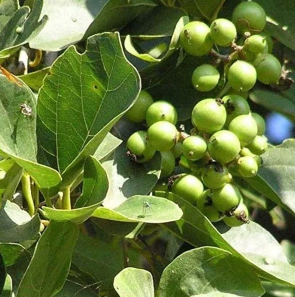 Lisoda