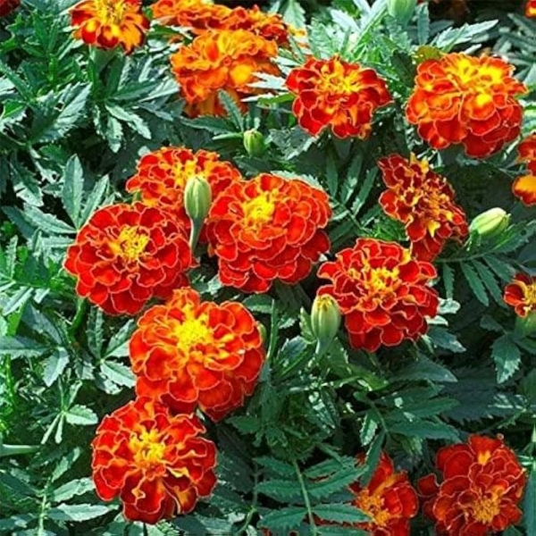 Marigold - Genda