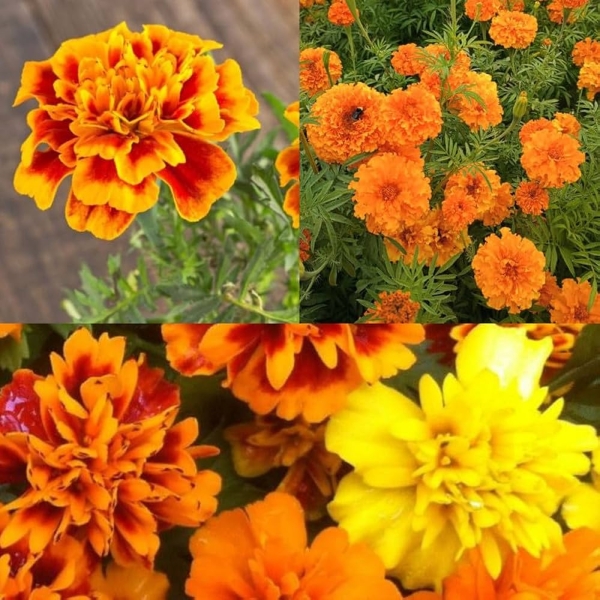 Marigold - Genda