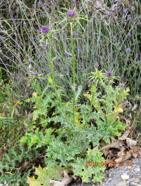 Milk Thistle