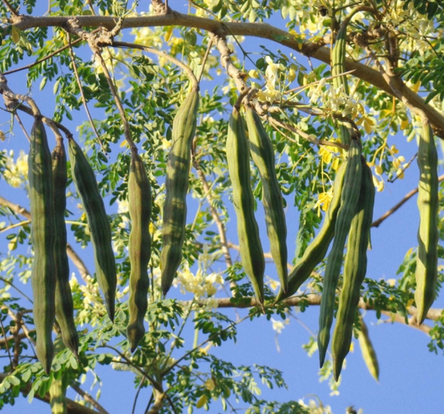 Moringa - Sahjan