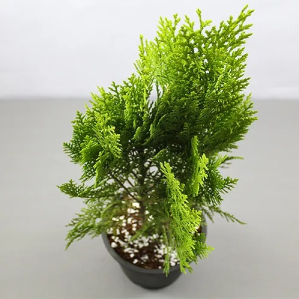 Morpankhi - Vidya - Thuja