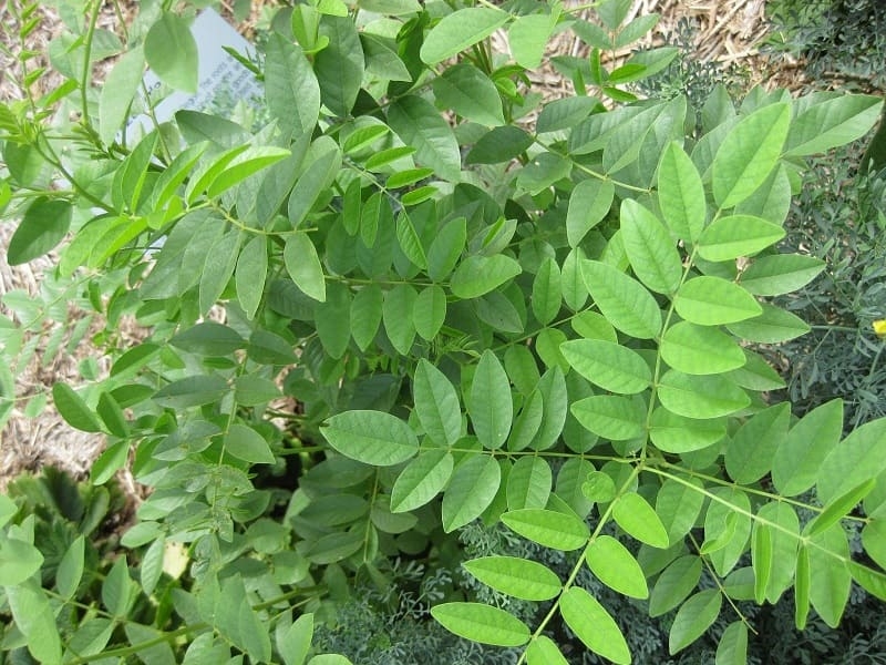 Mulethi- Jethimadh - Yashtimadhu