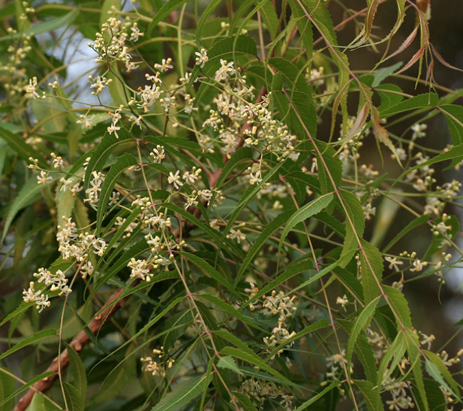 Neem