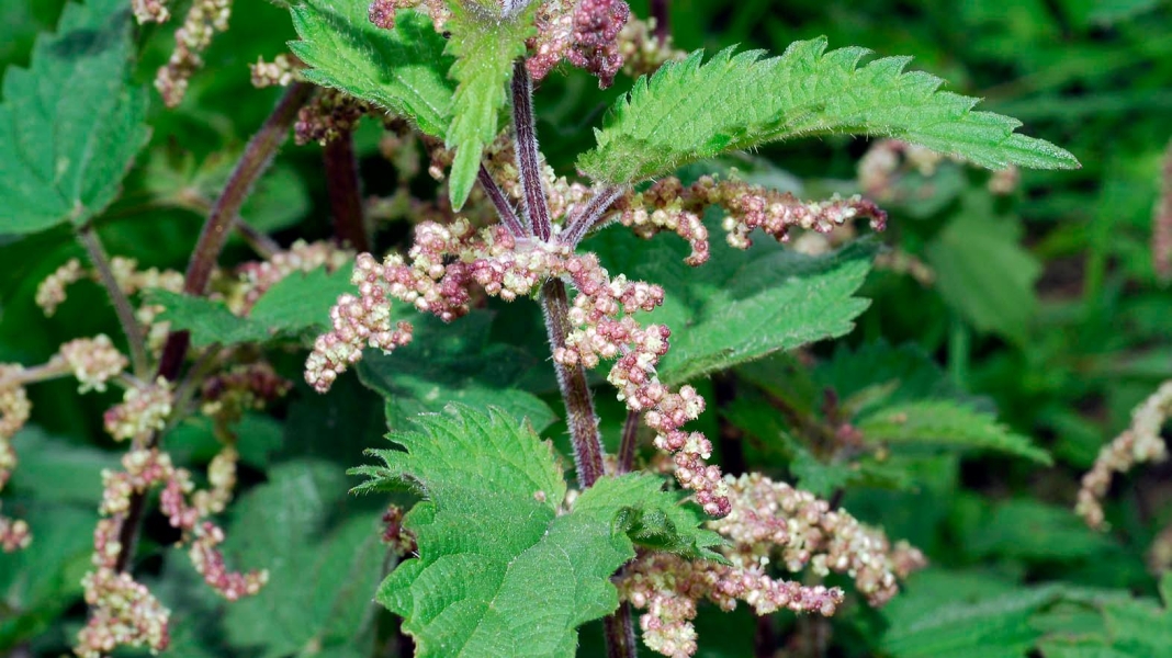 Nettle Stinging - Bichu