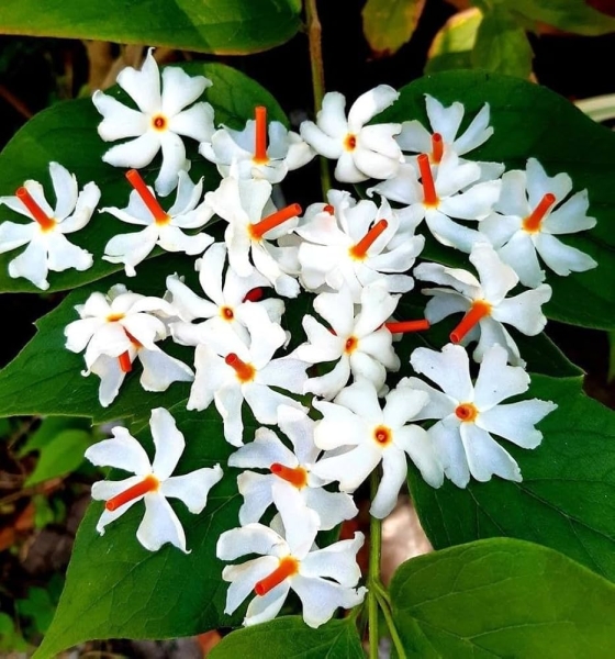 Parijat - Harsingar