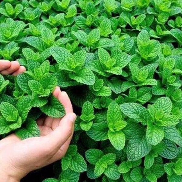 Peppermint Leaves
