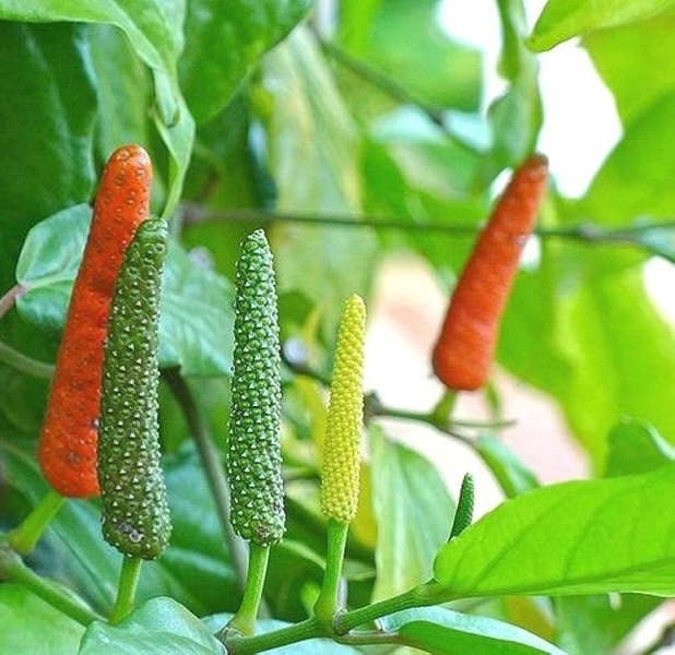 Pipal - Pippali